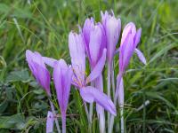 Große pinkfarbene Herbstzeitlosen Blütengruppe